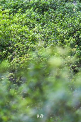 普降5-6℃！青山“大自然空调”免费又凉快  第10张