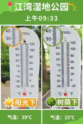 普降5-6℃！青山“大自然空调”免费又凉快  第17张