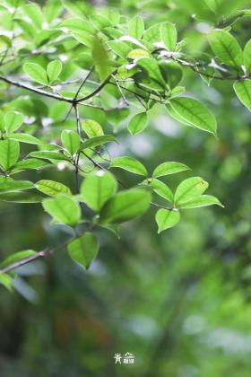 普降5-6℃！青山“大自然空调”免费又凉快  第48张