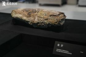 三星堆：多学科合作保护 室温下展出象牙文物  第4张