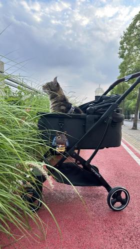 本周末宠物猫将首次在博物馆聚会！猫主人应该做好哪些准备？