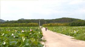 黄陂区蔡店街桃花村：百亩荷花 摇曳夏日画卷  第1张