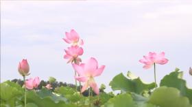 黄陂区蔡店街桃花村：百亩荷花 摇曳夏日画卷