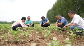 任城：农技专家深入田间地头 保障蔬菜粮食稳产供应  第1张