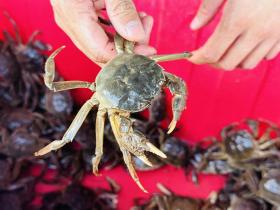 炎炎夏日，抓住这些“限定美食”的尾巴  第1张